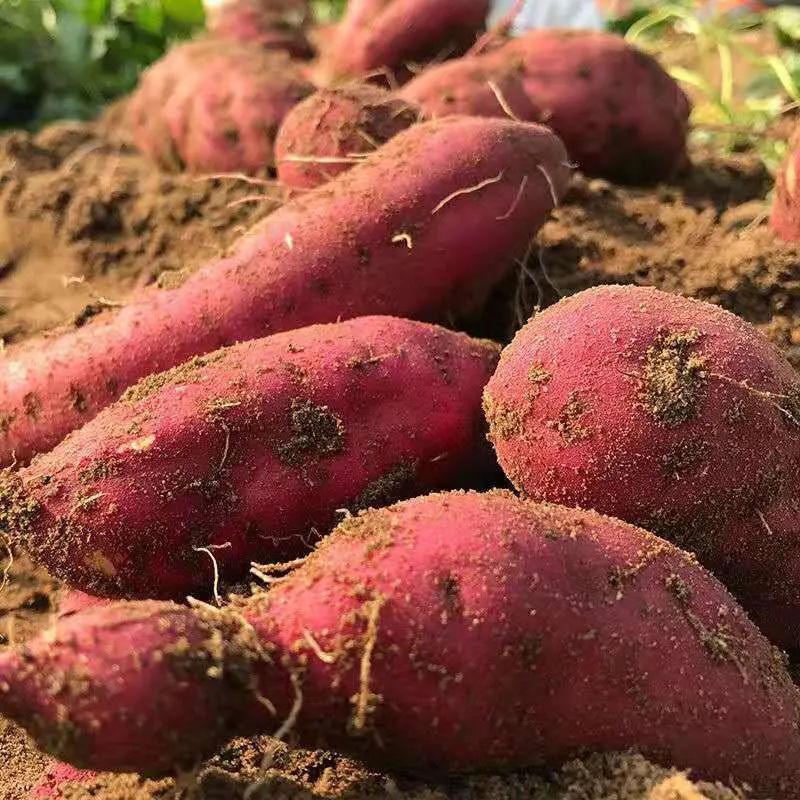 吃富硒地瓜瘦吗会瘦吗(瘦地瓜吃富硒会胖吗)-硒宝网