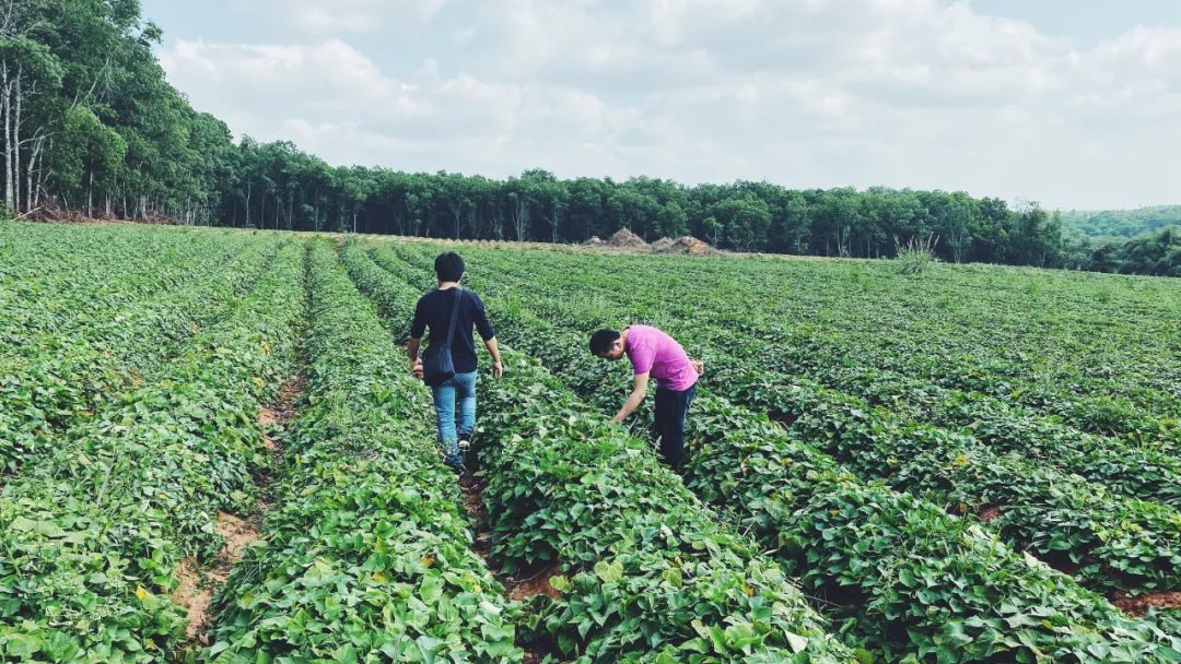 吃富硒地瓜瘦吗会瘦吗(瘦地瓜吃富硒会胖吗)-硒宝网