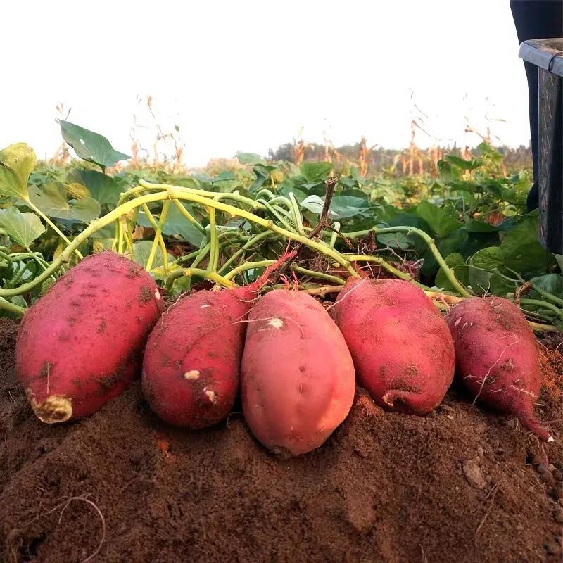 吃富硒地瓜瘦吗会瘦吗(瘦地瓜吃富硒会发胖吗)-硒宝网