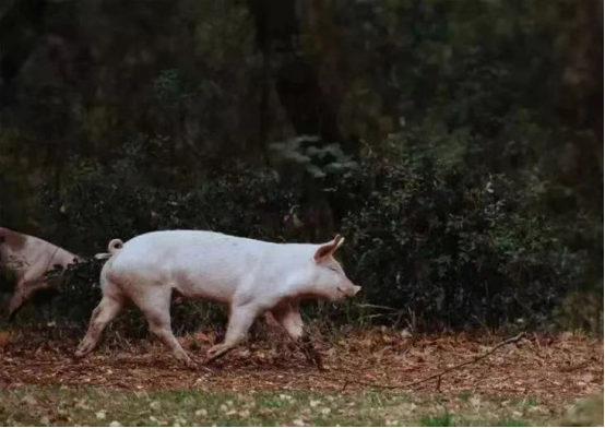 吃富硒地瓜瘦吗会瘦吗（富硒地瓜减肥吗）-硒宝网