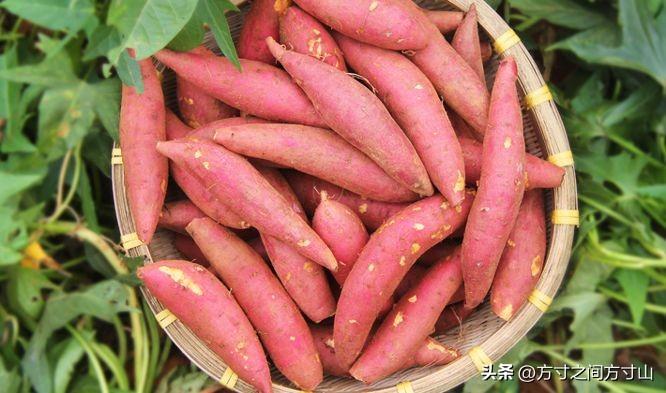 富硒地瓜和红薯一样吗(富硒地瓜减肥吗)-硒宝网