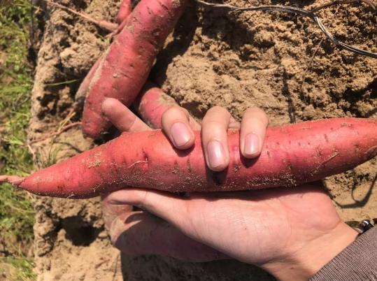 富硒地瓜和红薯一样吗（富硒地瓜营养价值）-硒宝网