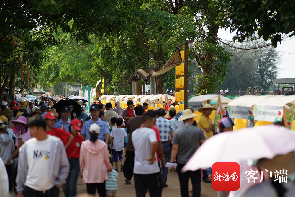澄迈县桥头镇富硒地瓜(海南澄迈桥头富硒地瓜营养价值)-硒宝网