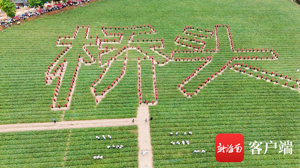 澄迈县桥头镇富硒地瓜(海南澄迈桥头富硒地瓜营养价值)-硒宝网