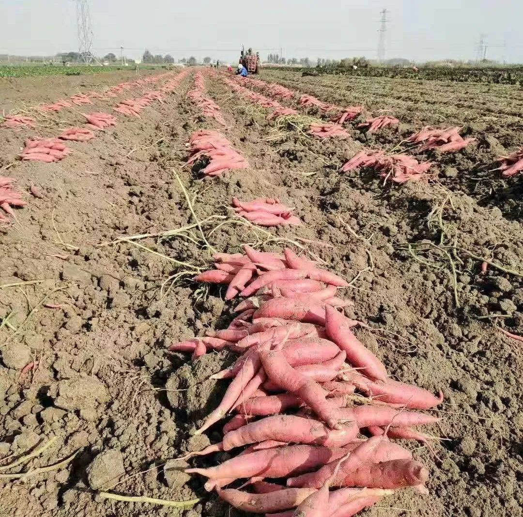 胜山富硒地瓜怎么样?。ǜ晃毓系墓πв胱饔茫?硒宝网