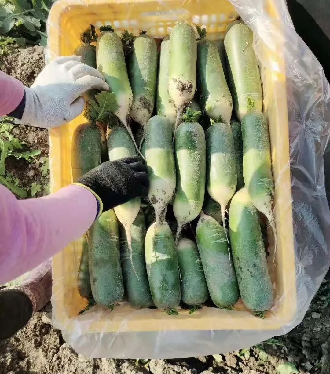 胜山富硒地瓜怎么样啊（富硒地瓜的功效与作用）-硒宝网