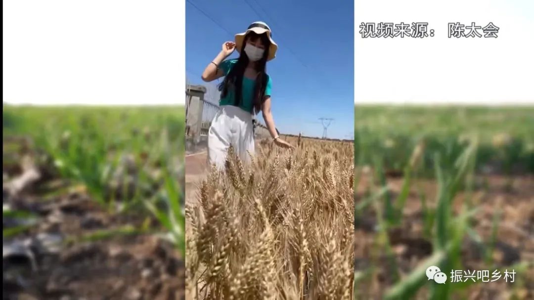 栾城富硒紫麦全麦面粉(富硒小麦面粉)-硒宝网