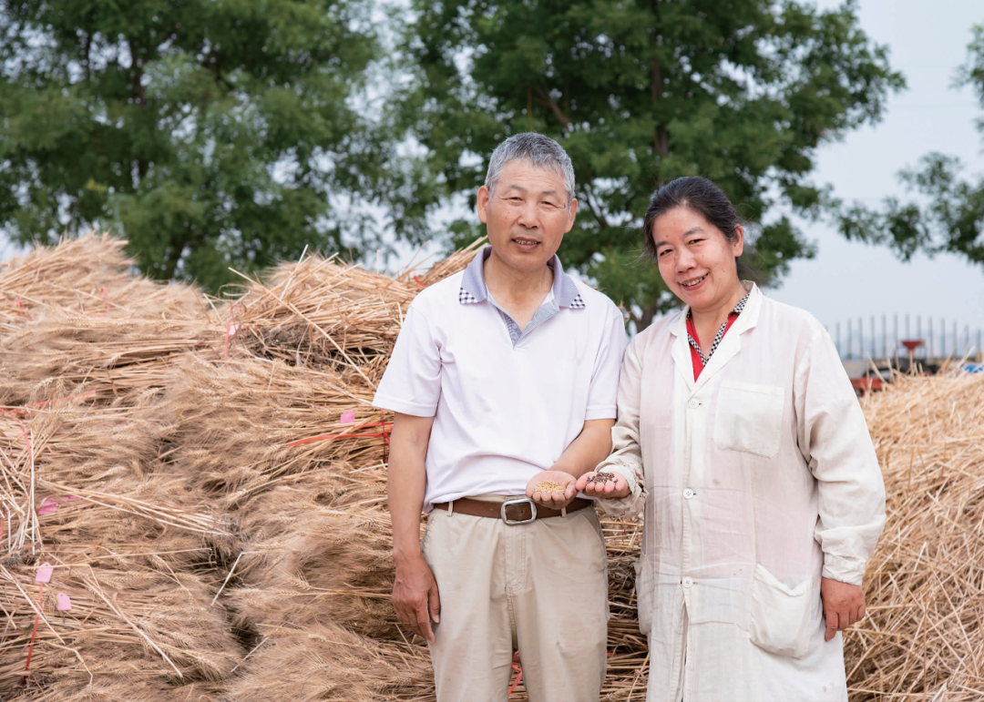 栾城富硒紫麦全麦面粉(富硒黑麦面粉营养成分表)-硒宝网