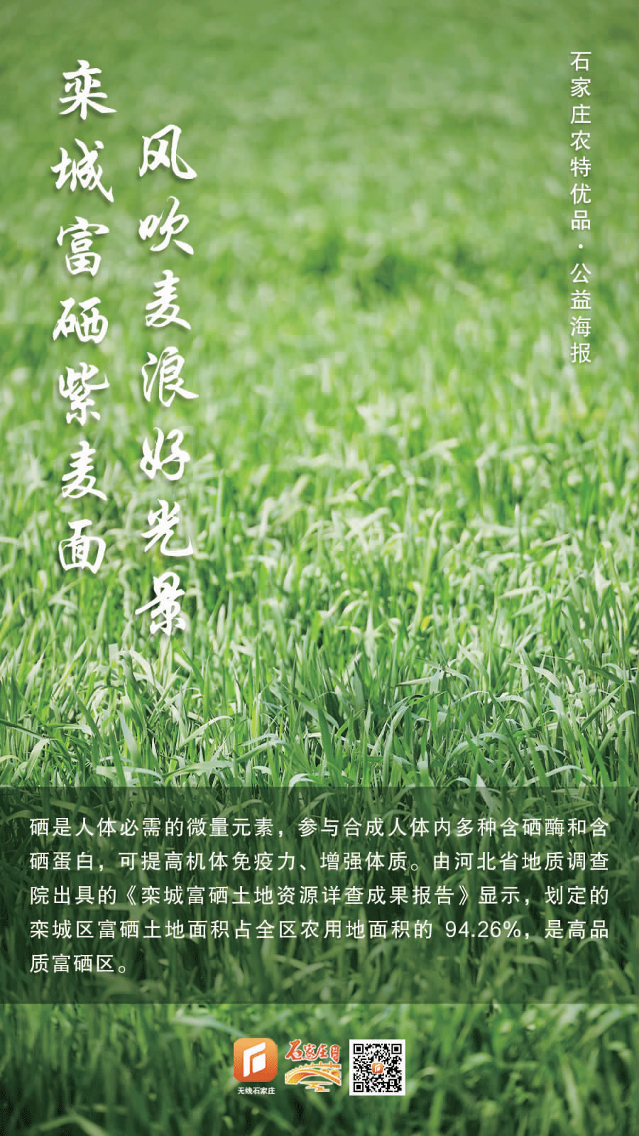 栾城富硒紫麦全麦面粉(富硒黑麦面粉营养成分表)-硒宝网