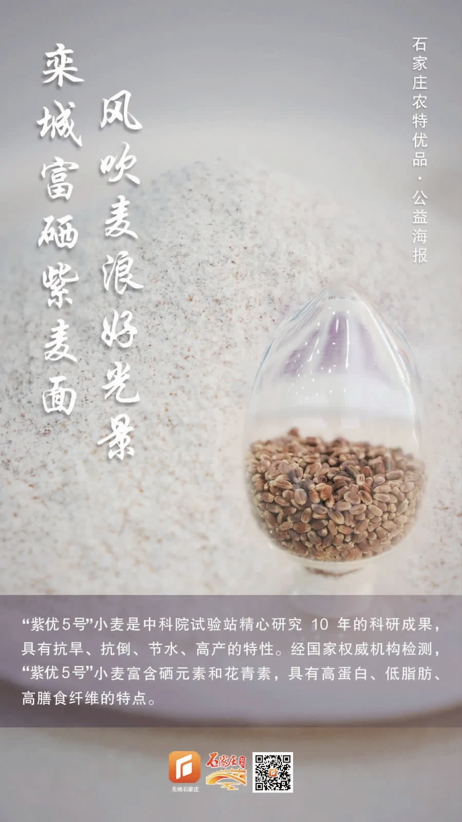 栾城富硒紫麦全麦面粉(富硒黑麦面粉营养成分表)-硒宝网