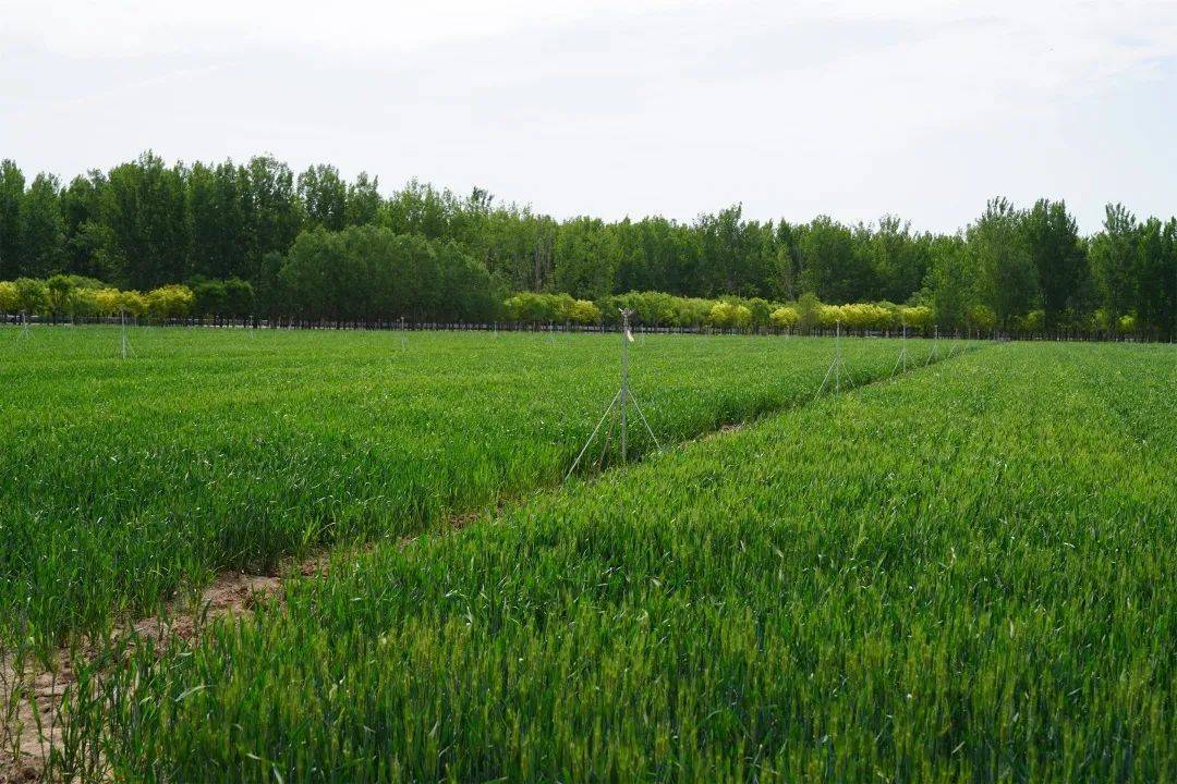 幸福麦田石磨富硒面粉(石磨富硒全麦粉的功效)-硒宝网