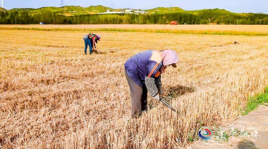 幸福麦田石磨富硒面粉（石磨富硒黑小麦面粉）-硒宝网