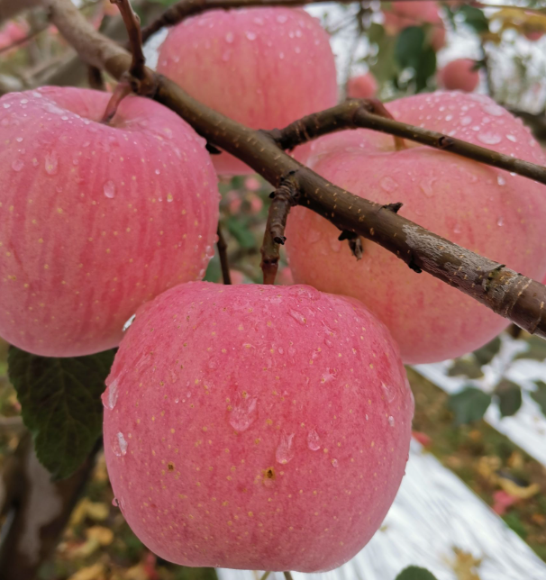 有机富硒面粉大厂生产（面粉大厂机生产富硒有毒吗）-硒宝网