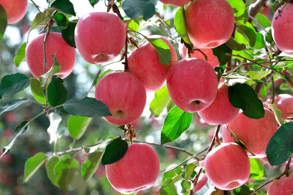 有机富硒面粉大厂生产（面粉大厂机生产富硒有毒吗）-硒宝网