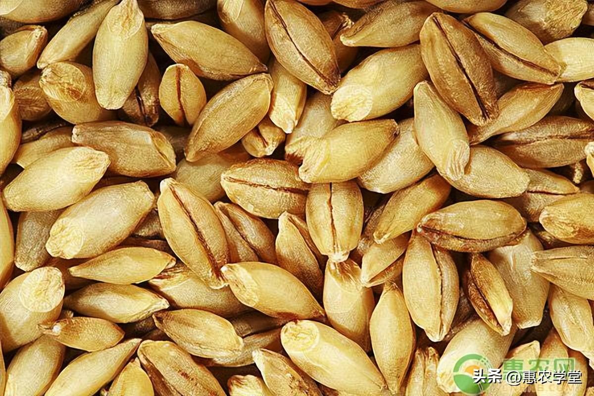 富硒小麦面粉价格走势（面粉价格行情今日小麦价格走势）-硒宝网