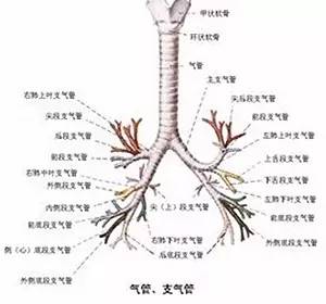 中年女人补钙吃什么牌子的钙片好（中年女性补钙产品）-硒宝网