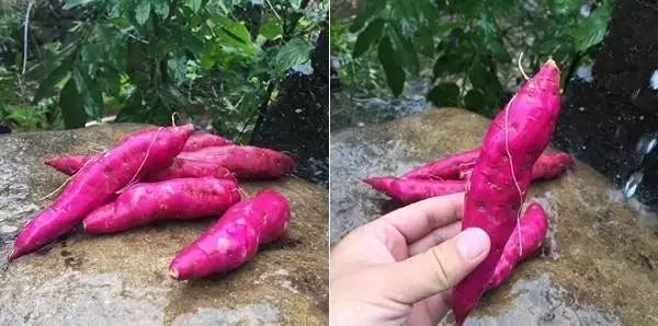 富硒面粉牛奶玉米淀粉（用玉米淀粉和牛奶做吃的）-硒宝网