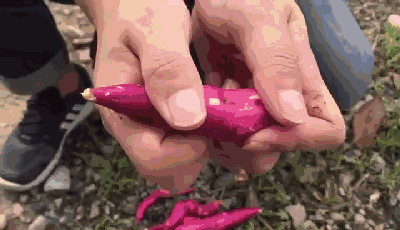 富硒面粉牛奶玉米淀粉（用玉米淀粉和牛奶做吃的）-硒宝网