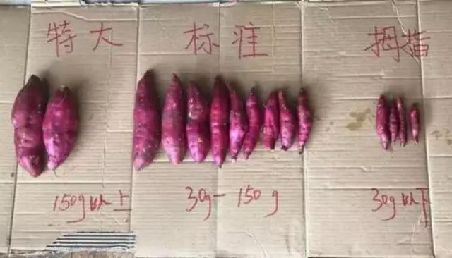 富硒面粉牛奶玉米淀粉（用玉米淀粉和牛奶做吃的）-硒宝网