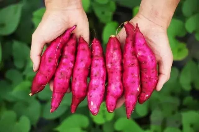 富硒面粉牛奶玉米淀粉（用玉米淀粉和牛奶做吃的）-硒宝网