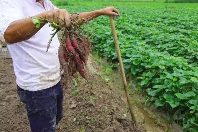 富硒面粉牛奶玉米淀粉（用玉米淀粉和牛奶做吃的）-硒宝网