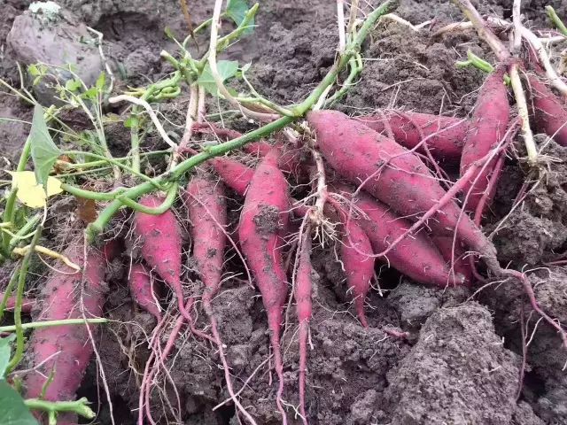 富硒面粉牛奶玉米淀粉（用玉米淀粉和牛奶做吃的）-硒宝网