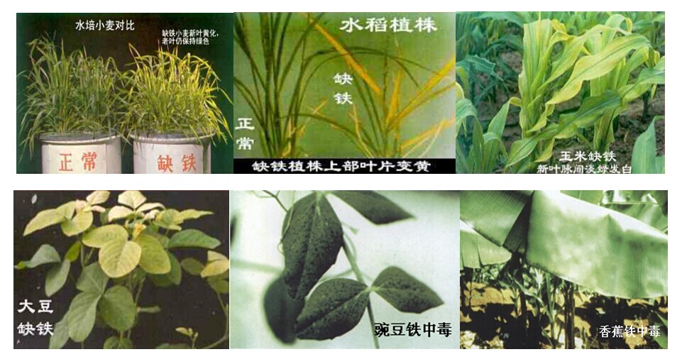 铁属于微量元素吗(微量元素中的铁是什么意思)-硒宝网