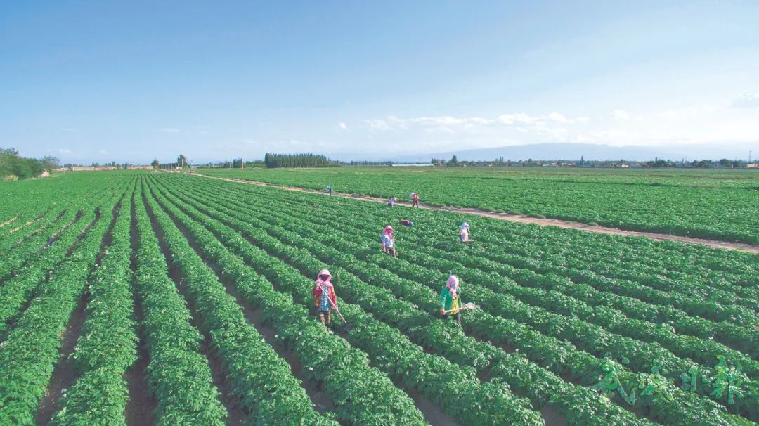 富硒面粉什么牌子最好(富硒面粉厂)-硒宝网