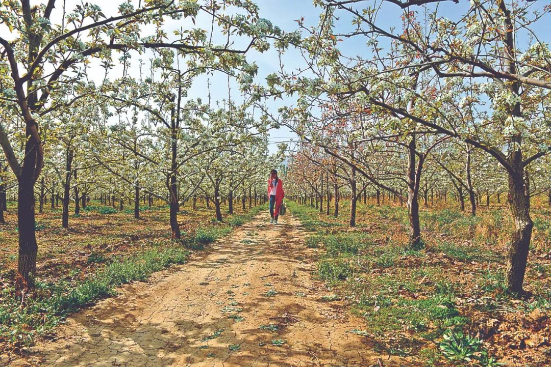 富硒面粉什么牌子最好(富硒面粉厂)-硒宝网