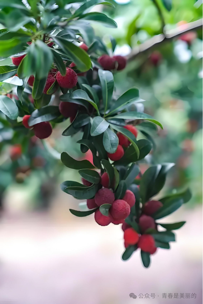 富硒面粉生产忙不忙呀(富硒面粉产地)-硒宝网