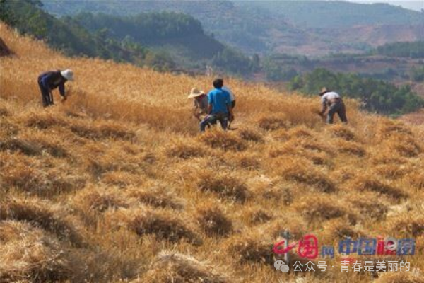 富硒面粉生产忙不忙呀(富硒面粉产地)-硒宝网