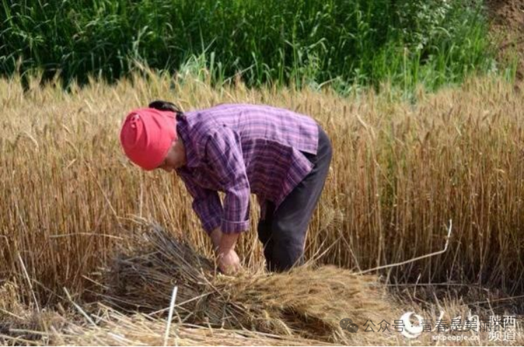 富硒面粉生产忙不忙呀(富硒面粉产地)-硒宝网