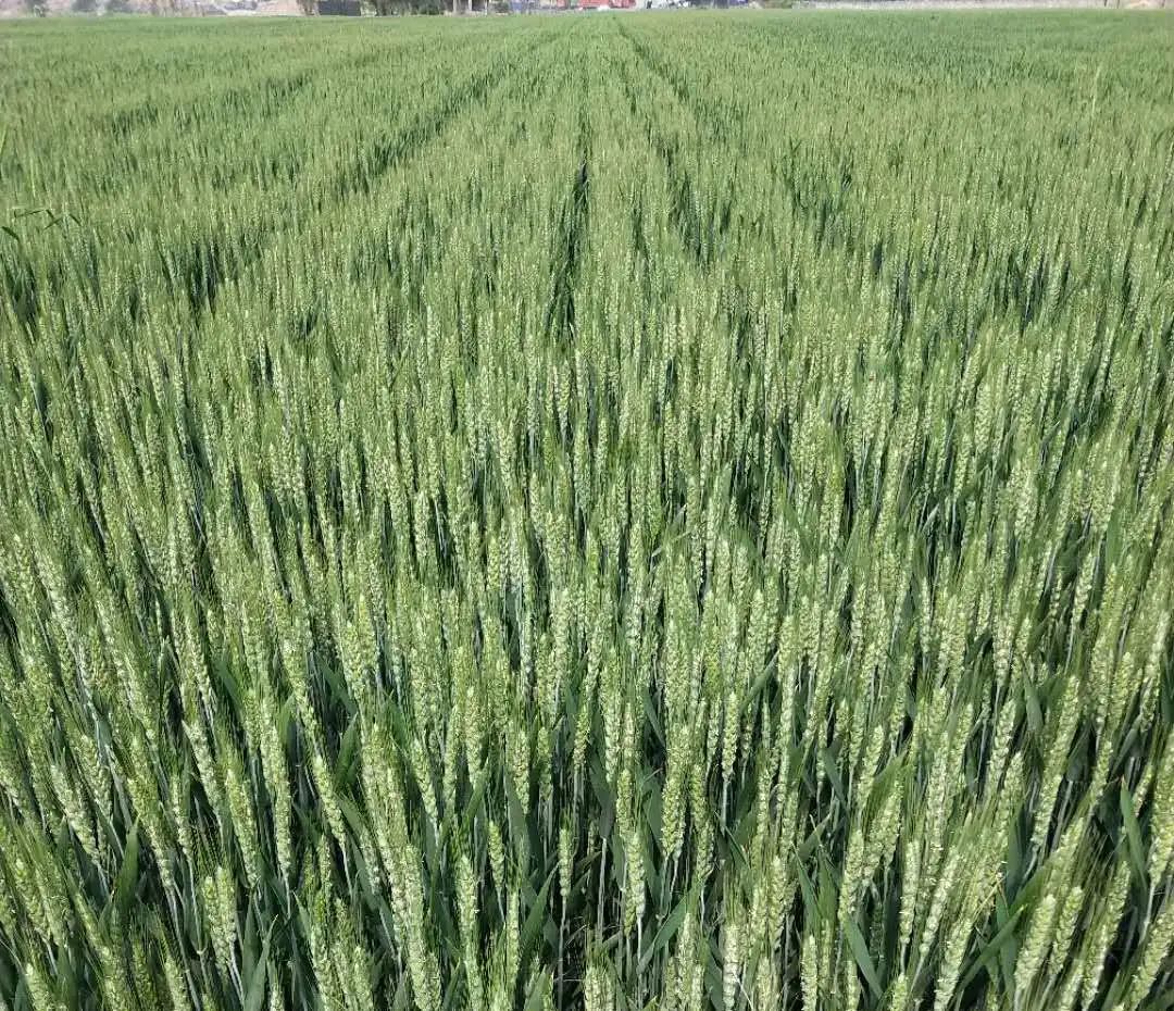 富硒面粉是什么颜色的(富硒面粉怎么是黑的)-硒宝网