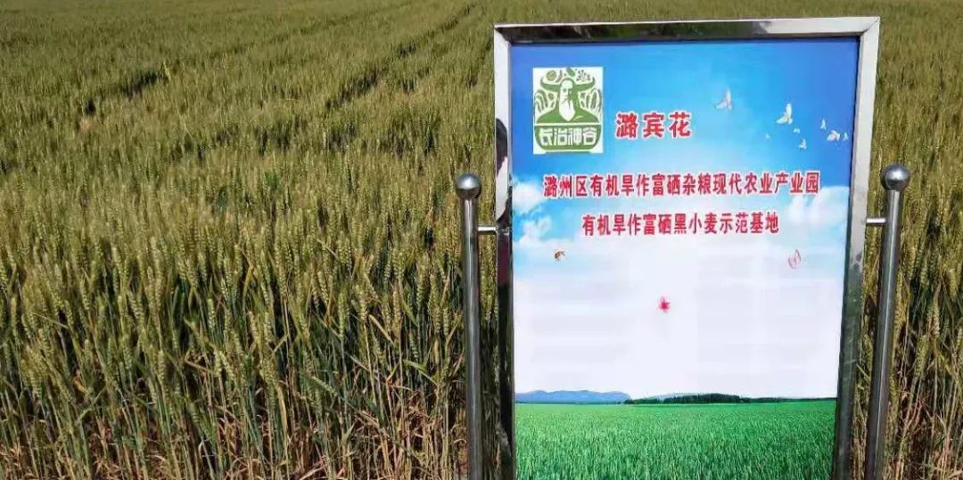 富硒面粉是什么颜色的(富硒面粉怎么是黑的)-硒宝网