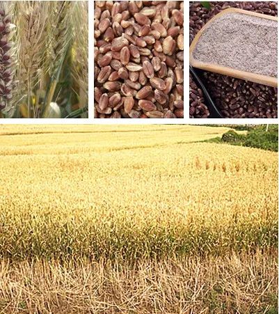 富硒面粉是什么颜色的(面粉颜色富硒是什么意思)-硒宝网