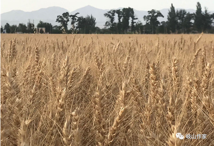 富硒面粉真的能抗癌吗（面粉能抗癌富硒吗）-硒宝网