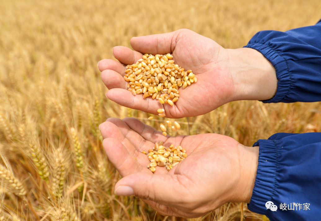 富硒面粉真的能抗癌吗（面粉能抗癌富硒吗）-硒宝网