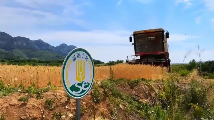 富硒面粉是什么颜色的(什么叫富硒面粉)-硒宝网