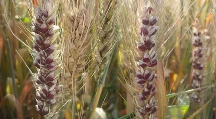 富硒面粉真的能抗癌吗(富硒面粉缺点)-硒宝网