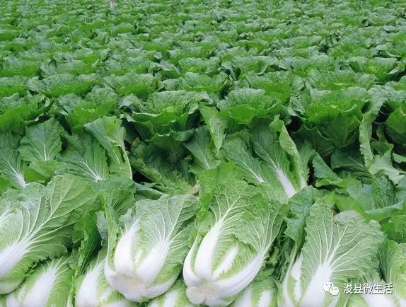 富硒山药面粉做法视频（食材_山药和面粉做法大全窍门）-硒宝网