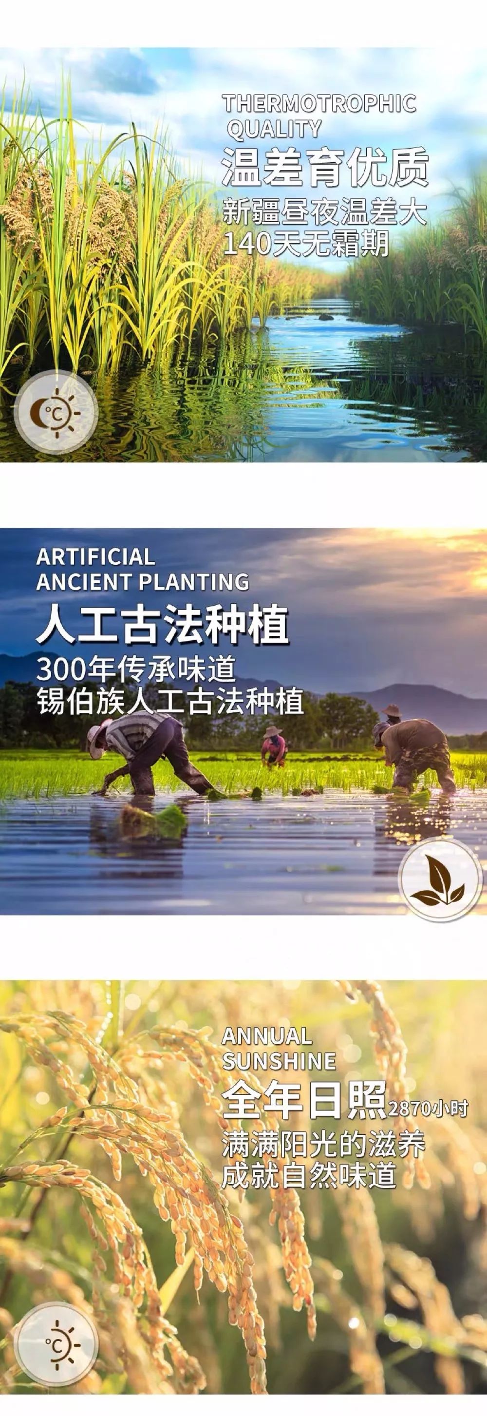 新疆富硒小麦面粉厂家(新疆富硒黑小麦面粉)-硒宝网