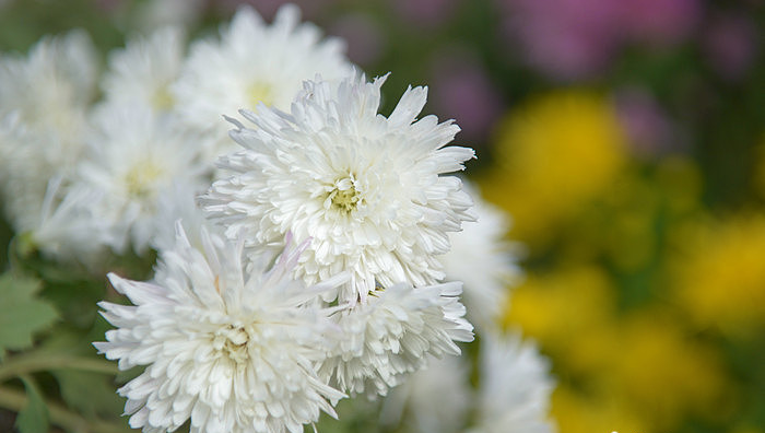 秦皇岛昌黎县富硒面粉（秦皇岛硒分布）-硒宝网