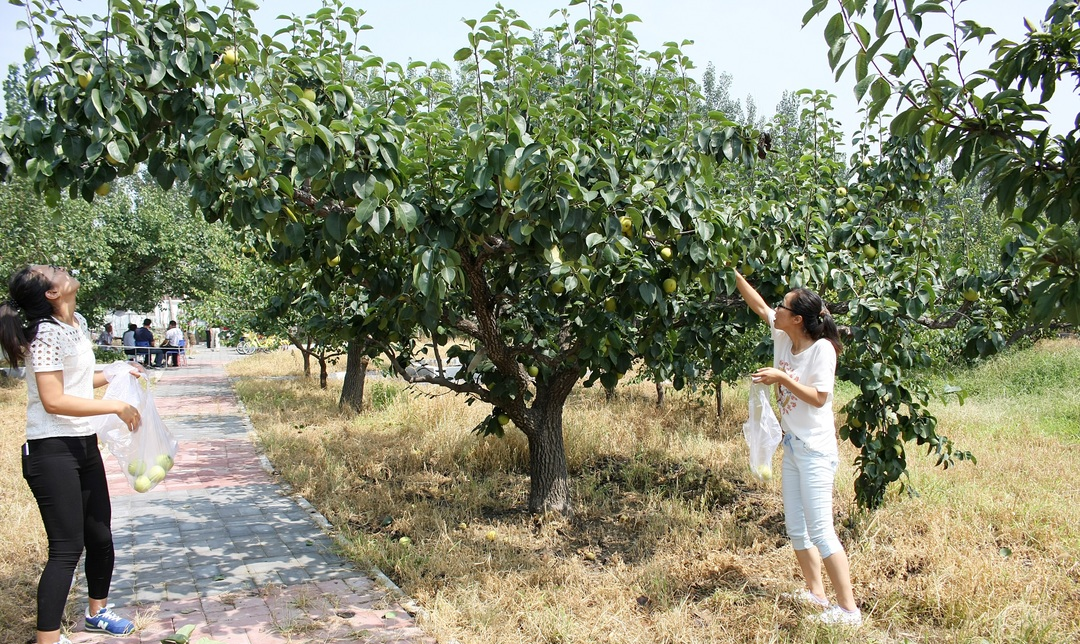 秦皇岛昌黎县富硒面粉（秦皇岛硒分布）-硒宝网