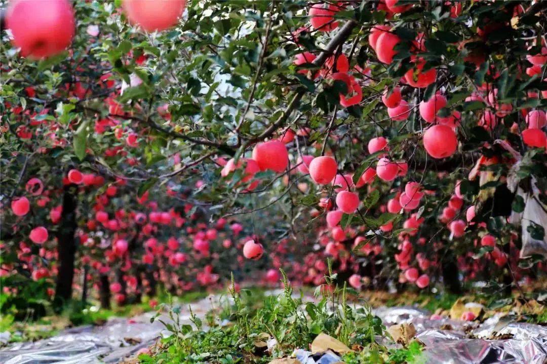 秦皇岛昌黎县富硒面粉（秦皇岛硒分布）-硒宝网