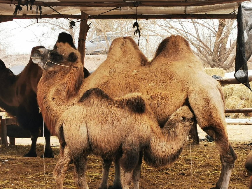 中年人吃什么补钙好(中年人吃钙片补钙有用吗)-硒宝网