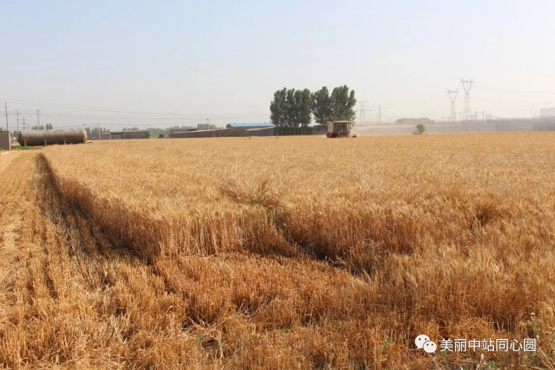 富硒面粉含有氨基酸吗（面粉氨基酸含有富硒蛋白吗）-硒宝网