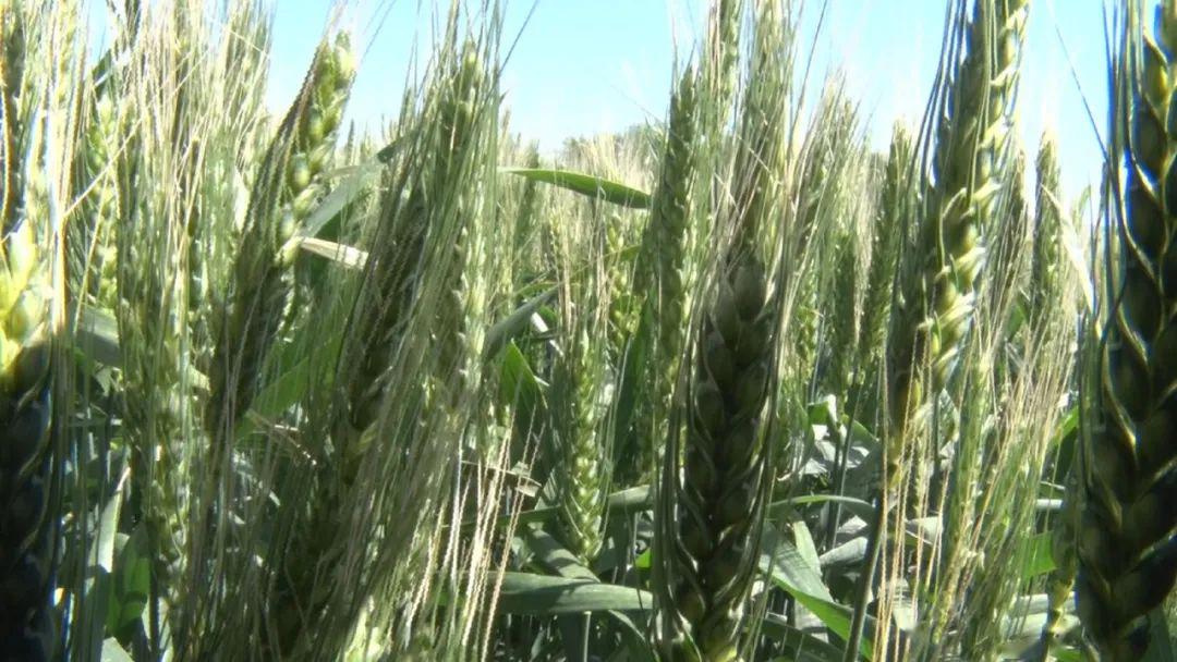 富硒面粉出全麦面区别(富硒小麦面粉多少钱一斤)-硒宝网