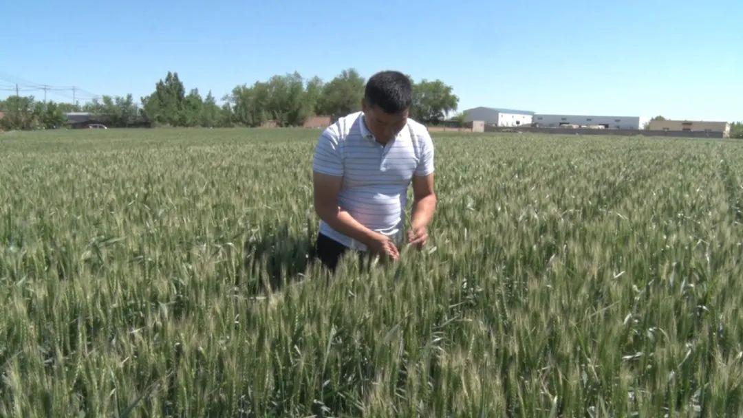 富硒面粉出全麦面区别(富硒小麦面粉多少钱一斤)-硒宝网