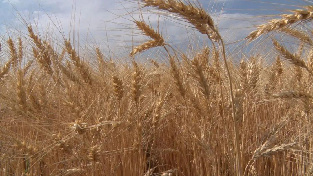 富硒面粉出全麦面区别(富硒小麦面粉多少钱一斤)-硒宝网