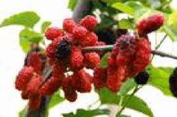 富硒面粉能治糖尿病吗（糖尿病人能吃富硒面粉吗）-硒宝网